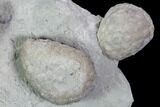 Three Cystoid Fossils (Holocystites) - Indiana #106269-2